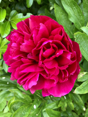 What have you done in the garden today?