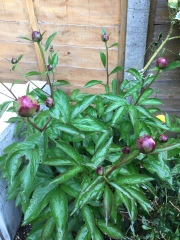 Have your peonies sprouted yet?