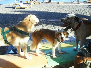 What is your dog's life story?