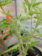 Which tomato shoot to pinch?