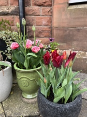 What have you done in the garden today?