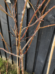 Can this be saved?