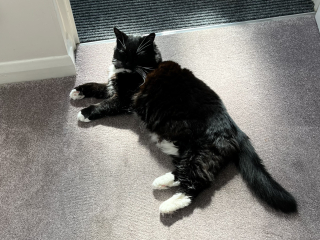 Let's have a happy thread. Show me your kitties.