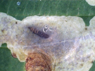 Thread 7 - TalkLair: “In fact it’s an oblate spheroid”