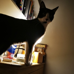 When will I know I'm ready for a new cat?