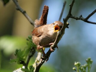 Thread 46 - GCSE Covid Cohort , Searching for Summer Solstice