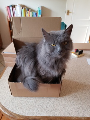 Cats used to be worshiped as Gods...