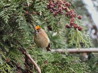 To tell you about the Merlin app - Shazam for birds?