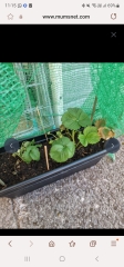 What's happened to my strawberry plants?! 