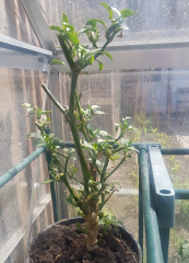  Chili as perennials