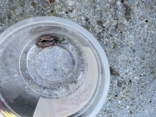 Found this on the lawn - would AIBU to move away, very far away! Picture of bug attached for anyone who isn’t a fan!
