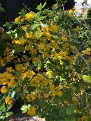 Plant ID help pls