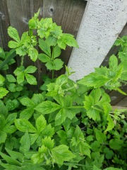 Are these plants weeds, should I get rid?