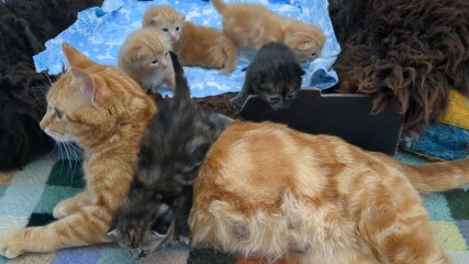 Names for ginger kittens - and more!