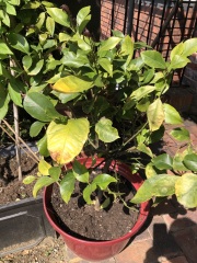 Sad looking lemon tree