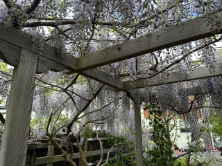 After SEVEN years my wisteria has finally burst into bloom
