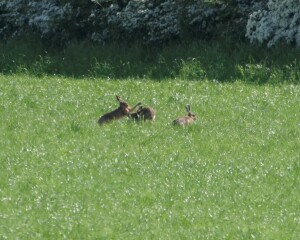 Thread 46 - GCSE Covid Cohort , Searching for Summer Solstice