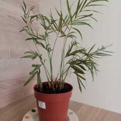 Is my rubber plant asking to be moved? And other plant-related questions...