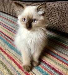 What are rag doll cats like? 
