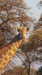 5 days in a luxury safari lodge. Where??