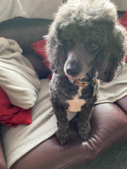 Where are all the poodles?