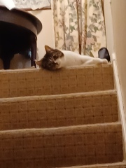 Cats used to be worshiped as Gods...