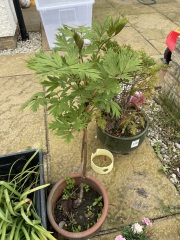 Identify this please! 