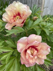 What have you done in the garden today?