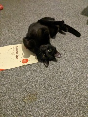 First cat foster - am I doing this right?!