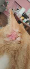 Any idea what's happened to my kittens ear?! 