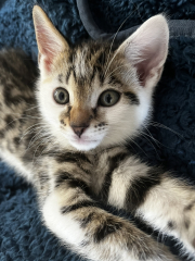 Introducing a kitten to an adult cat