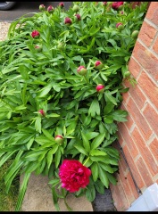 Have your peonies sprouted yet?