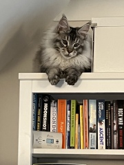 Is my Maine Coon fat?