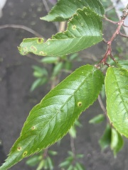 Are these leaf spots on a cherry blossom tree something to worry about?