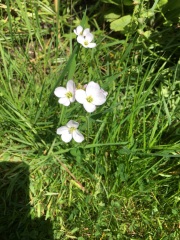 Plant identification 