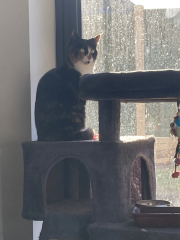 Let's have a happy thread. Show me your kitties.
