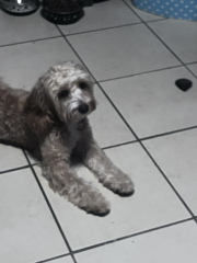 Puppy survival thread part 2