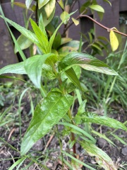 Plant ID