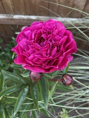 Have your peonies sprouted yet?