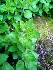 What is this plant please?