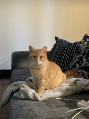 Advice please! Cat close to birth?
