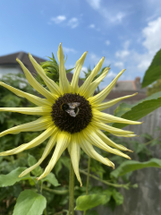 Happy Bee 🐝 day! Share your bee pictures 