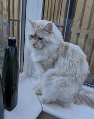 Is my Maine Coon fat?