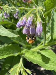 Happy Bee 🐝 day! Share your bee pictures 