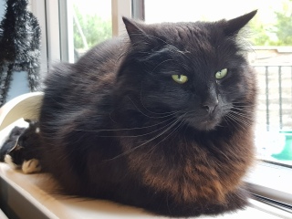 Cats used to be worshiped as Gods...