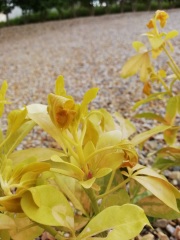 Choisya ternata sundance.