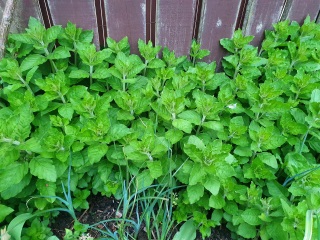 What is this plant please?