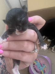 Newborn kittens sexing help!