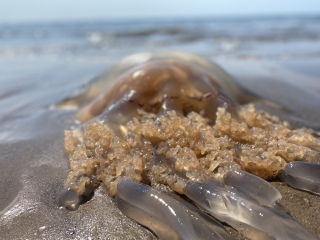Is living beside the beach every thing you hoped it would be?