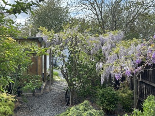 After SEVEN years my wisteria has finally burst into bloom